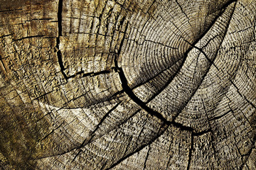 Fototapeta premium Cracks on the old stump