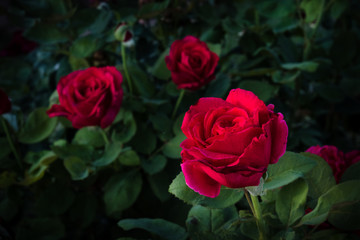 Tres Rosas
