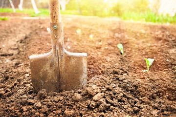 Shovel on the flower bed. Garden in sunlight 
