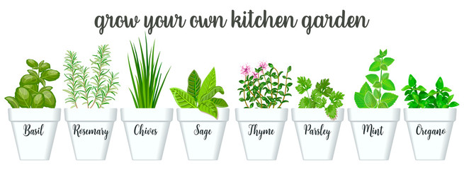 Set of vector culinary herbs in white pots with labels. Green growing basil, sage, rosemary, chives, thyme, parsley, mint, oregano with text - 161894616