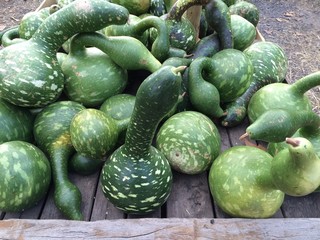 green gourds