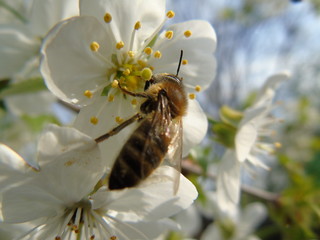 Bee on a cherry blossom
