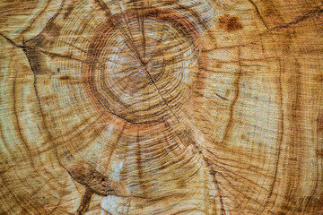Naklejka premium Sawing of wood close up. Background and texture of wood