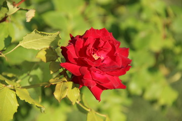 Red rose