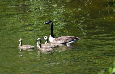 Goose with babies