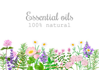 Popular essential oil plants label set.