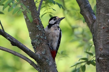 Spotted woodpecker on a rowan