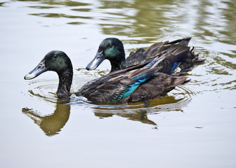 Cayuga Ducks on Pond