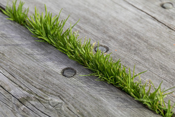 grass growing out of planks