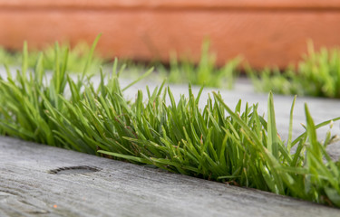 grass growing out of planks