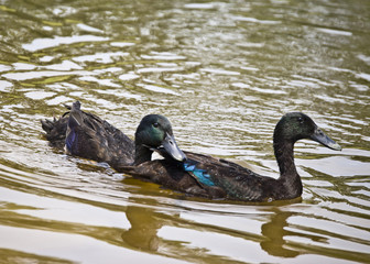 Cayuga Ducks on Pond