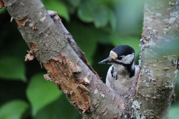 Fototapeta premium Spotted woodpecker at work