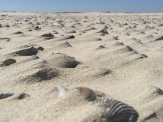 Muschelfeld auf Langeoog am Osterhook