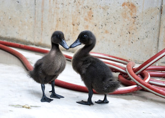 Cayuga Ducklings Making a Heart
