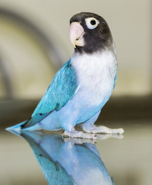 Agaporni Persona Azul Macho