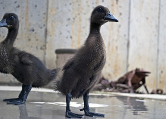 Cayuga Duckling