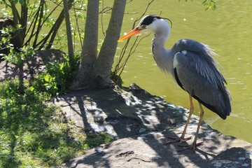 The Grey Heron is standing on the waterfront.