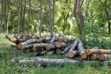 Wood after logging