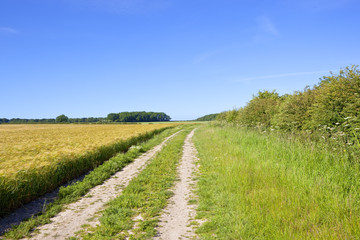 barley field and farm track