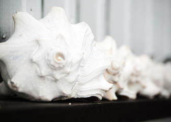 Conch Shells