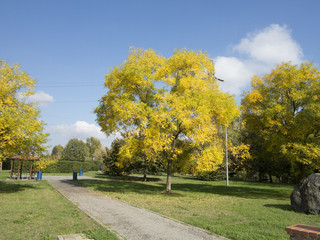 Autumn at the morning park