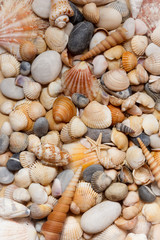 Sea shells background.