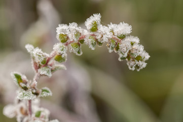 Ice crystals on frozen plant on green background