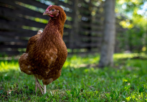 Brown Hen Walking On Green Grass