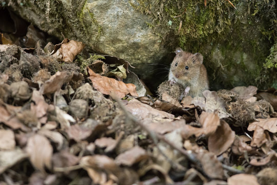 Campagnol rouss&acirc;tre