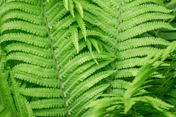 fern leaves green foliage natural floral fern background
