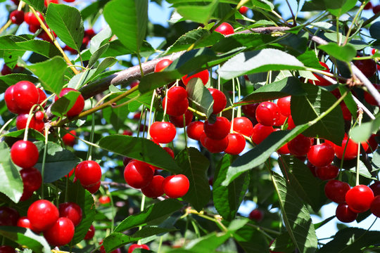 cherry crop on the tree