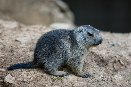 marmotte