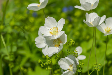 anemone sylvestris