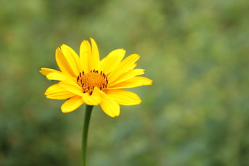 Obraz premium Summer flowers from the garden
