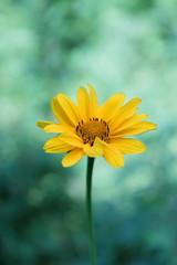 Summer flowers from the garden