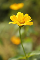 Summer flowers from the garden