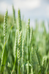 Green wheat field on sunny summer day