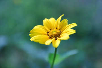 Summer flowers from the garden