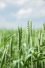 Green wheat field on sunny summer day