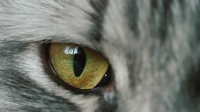 Macro video of cat's green eye. Gray cat looking at the camera.