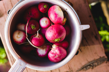 Radish in an aluminum bowl on a wooden bench
