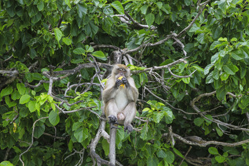 Monkey on tree, jungle. monkey in forest sitting on branch tree in green leaves 