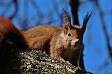 Eichhörnchen auf Baum
