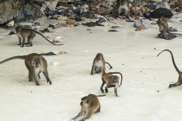 Monkey Beach, Phi Phi Islands, Thailand