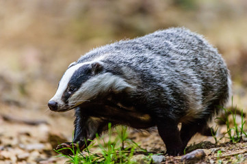 Badger in forest creek. European badger (Meles meles)