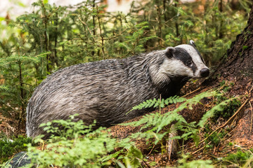 Badger in forest creek. European badger (Meles meles)