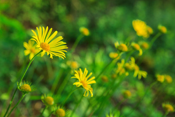 Doronikum flowers in the garden.