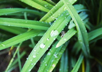 Dew on Grass