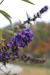 Purple Flower