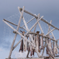 Cod stockfish hanging to dry in springtime, Lofoten islands, Norway.